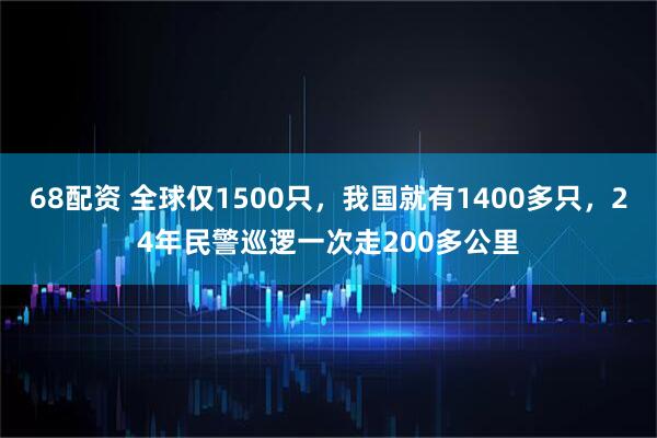68配资 全球仅1500只，我国就有1400多只，24年民警巡逻一次走200多公里